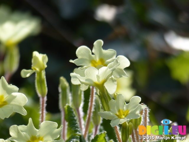 FZ012203 Primroses (Oenothera biennis)